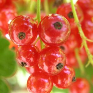 1280px-Ribes_rubrum2005-07-17