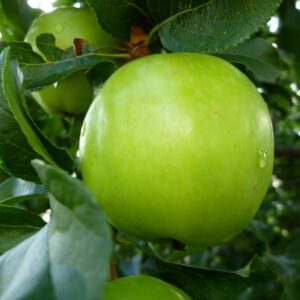Greni-smit4