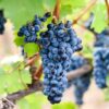 grozdje-Prokupac-lozni-kalemovi-sadnice-vinove-loze