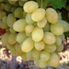 grozdje-Viktorija-sadnice-vinove-loze-lozni-kalemovi1