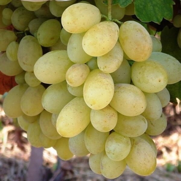 grozdje-Viktorija-sadnice-vinove-loze-lozni-kalemovi1