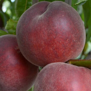 red-heven